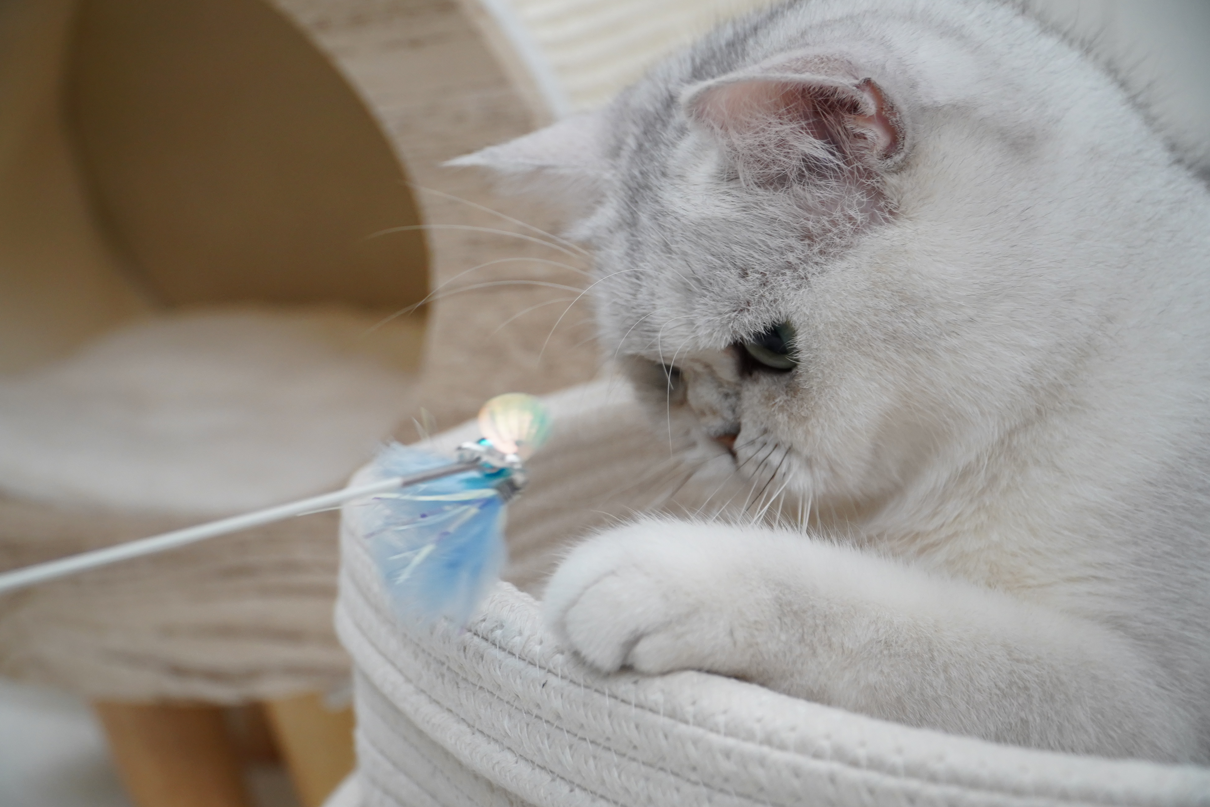 Zooahpet 貝殼閃片 조개 補充貓頭玩具