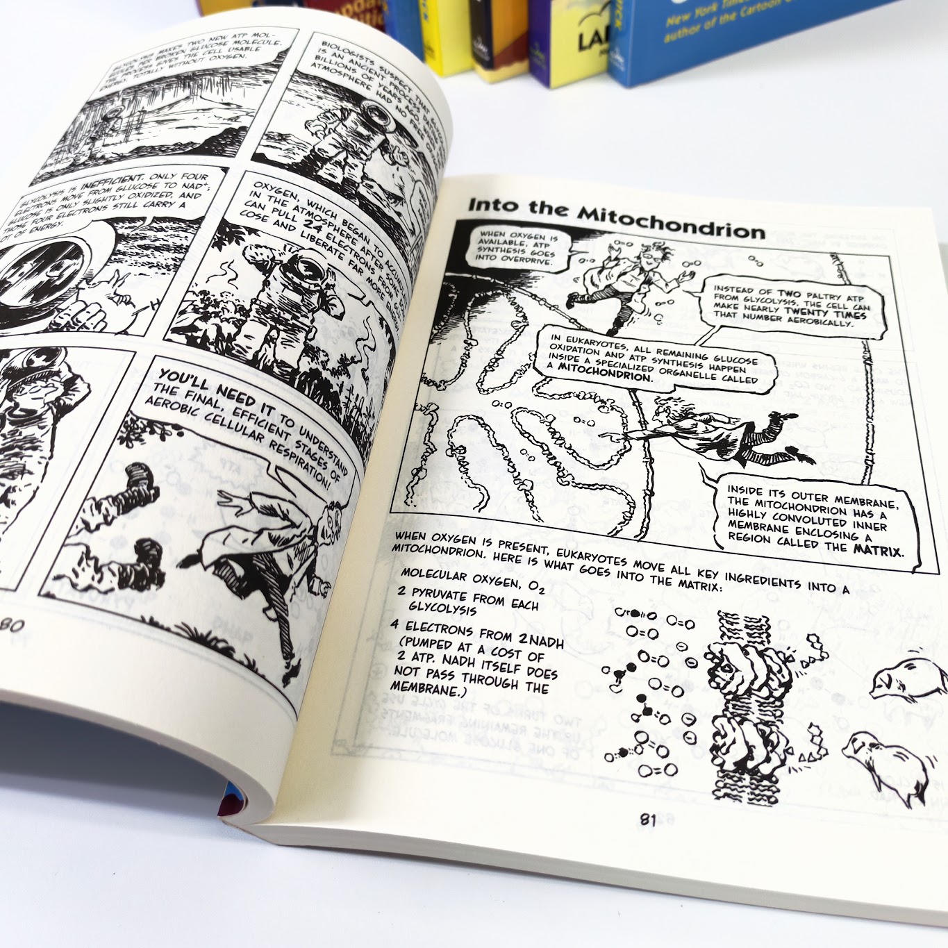 The Cartoon Guide Series 9 books   | Paperback | 爆笑科學漫畫系列 |英文原版英語科普讀物9冊  | B136  