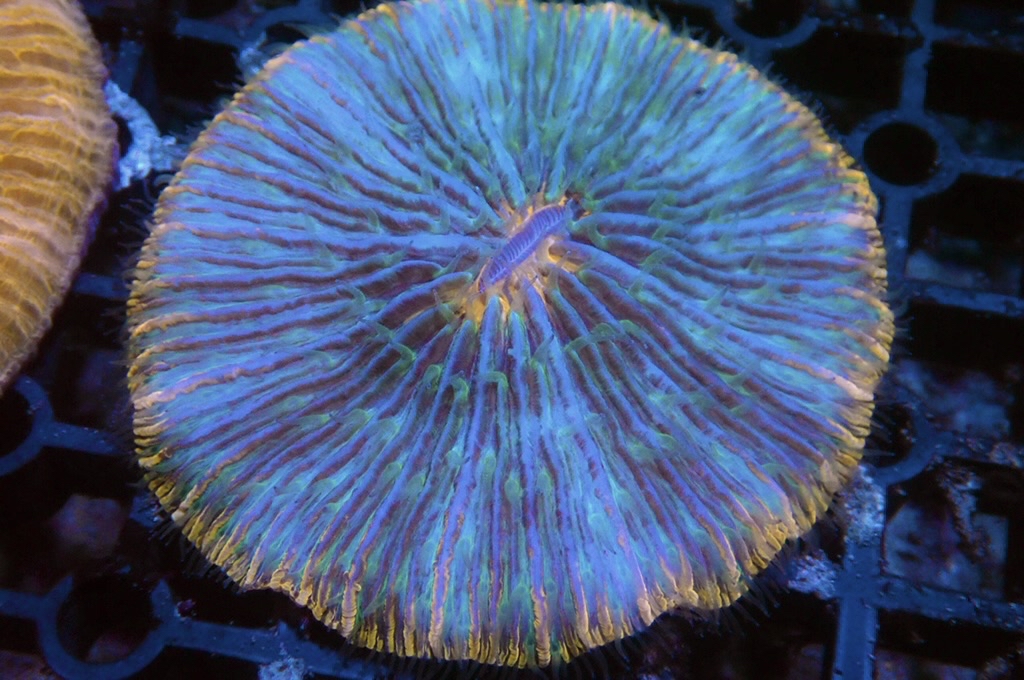 P5 雙色飛碟 （開大約2.5吋）