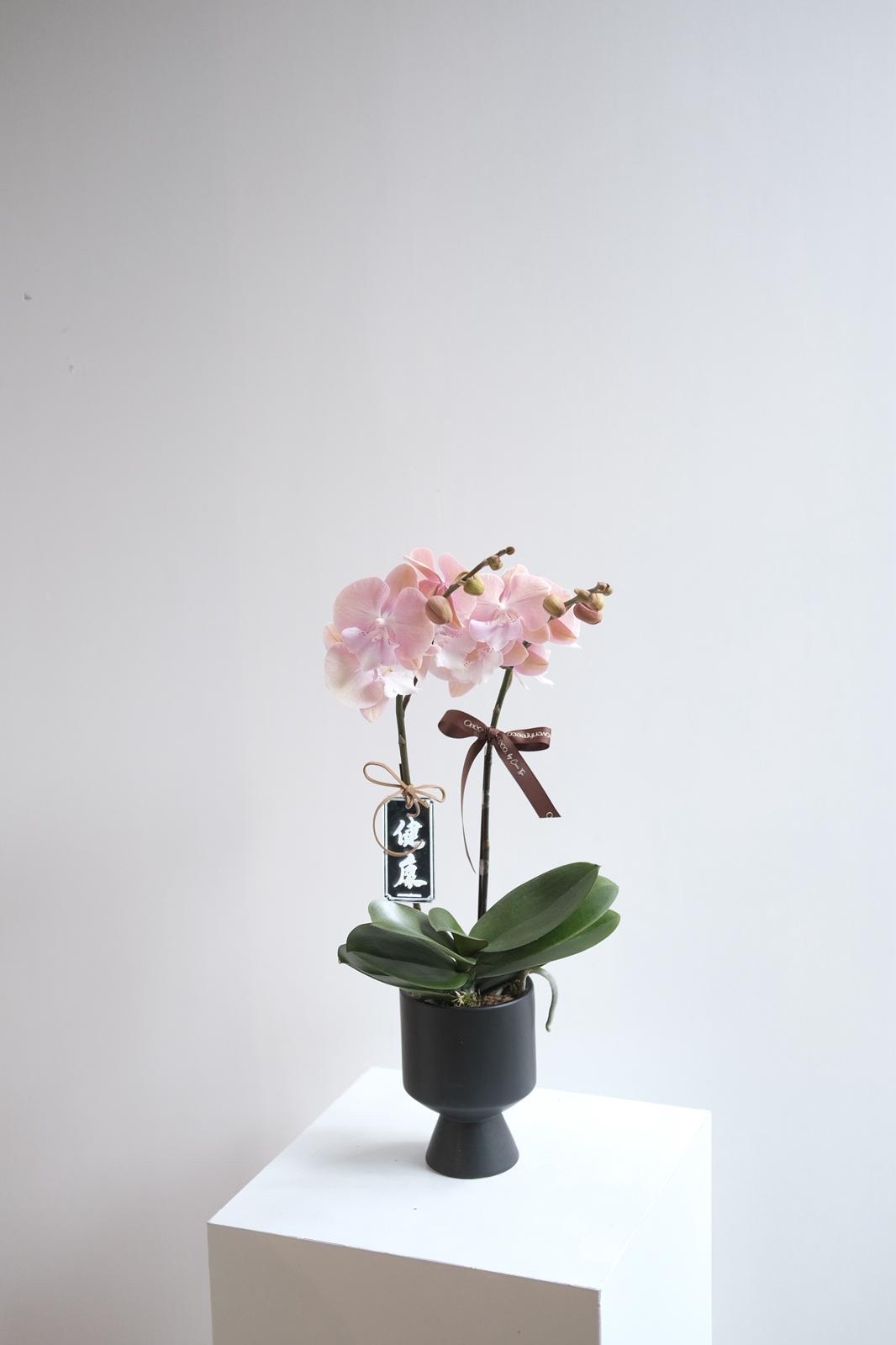 蝴蝶蘭 兩菖 黑盤 (第5批 10-13/2取花)