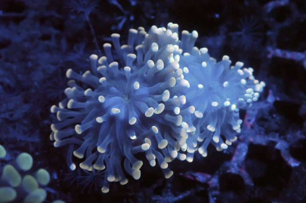 H4 豬腰（開大約2.5吋）