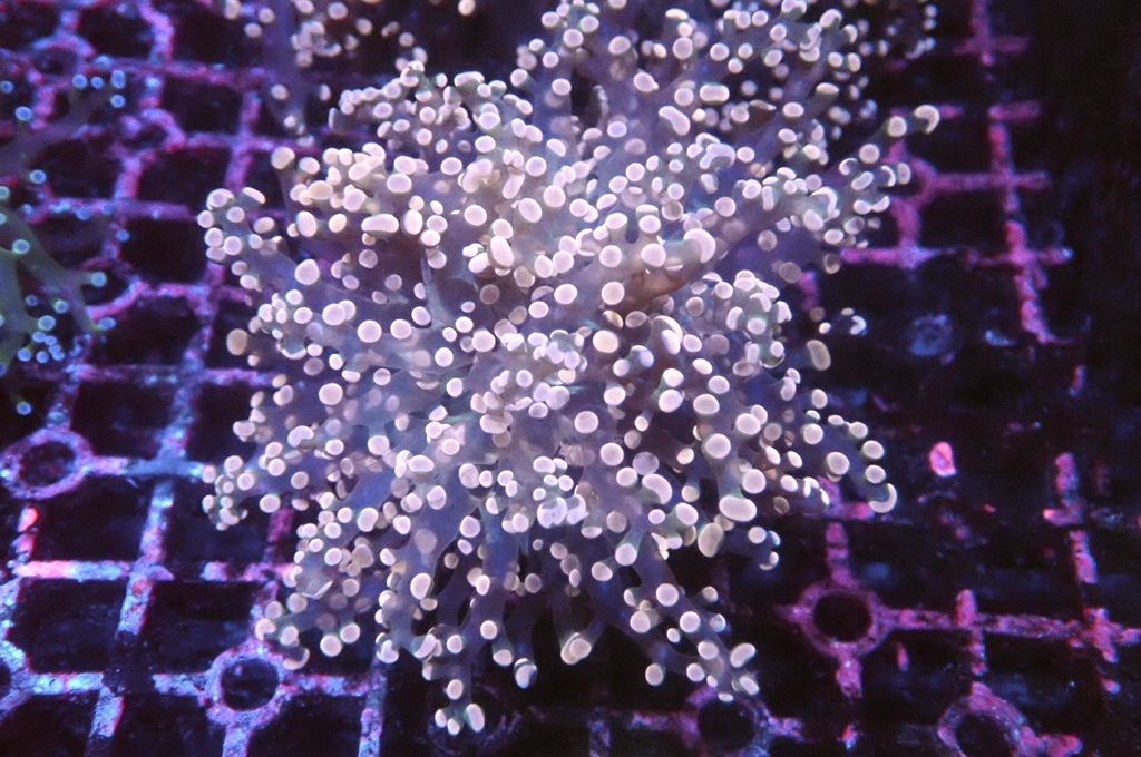 F17 啫喱（大約4吋）