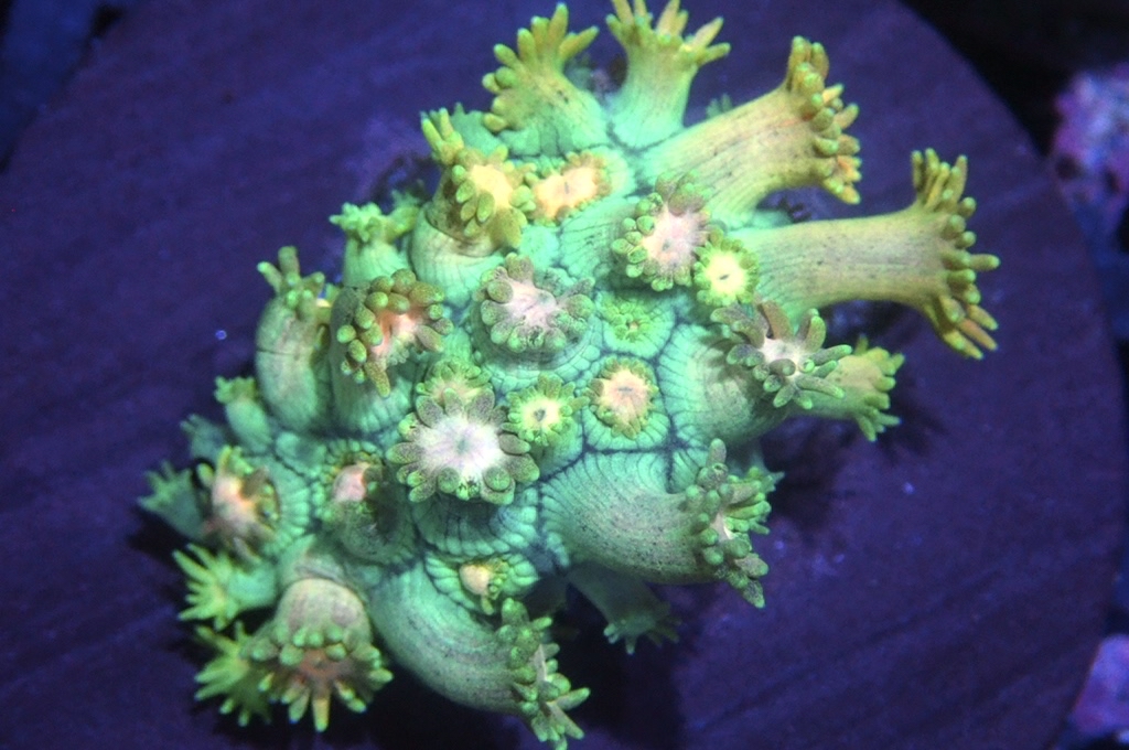 MG6 寶石花仔（Frag座3.5cm)