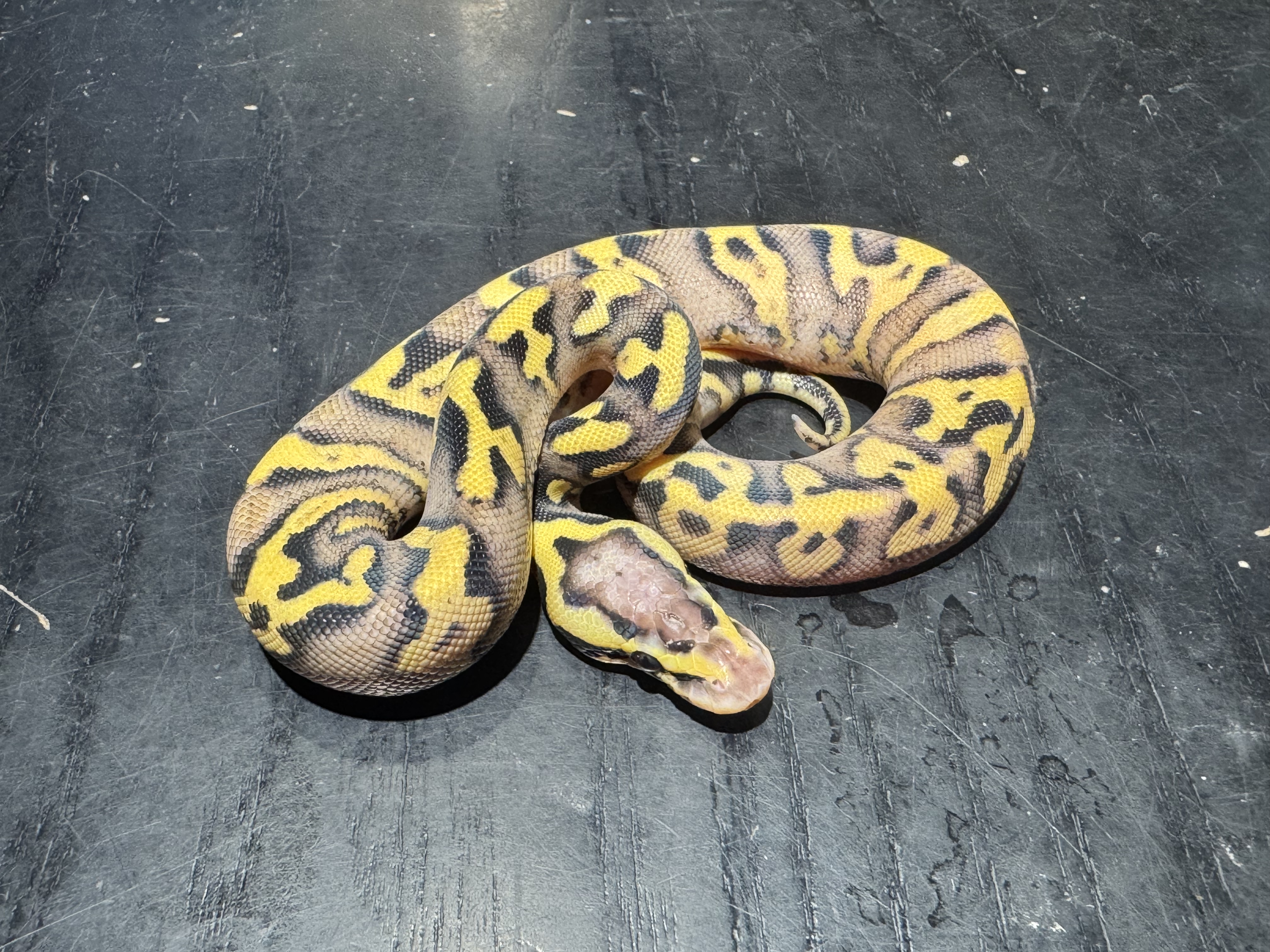 26 Super Pastel Yellow Belly or Asphalt 0.1