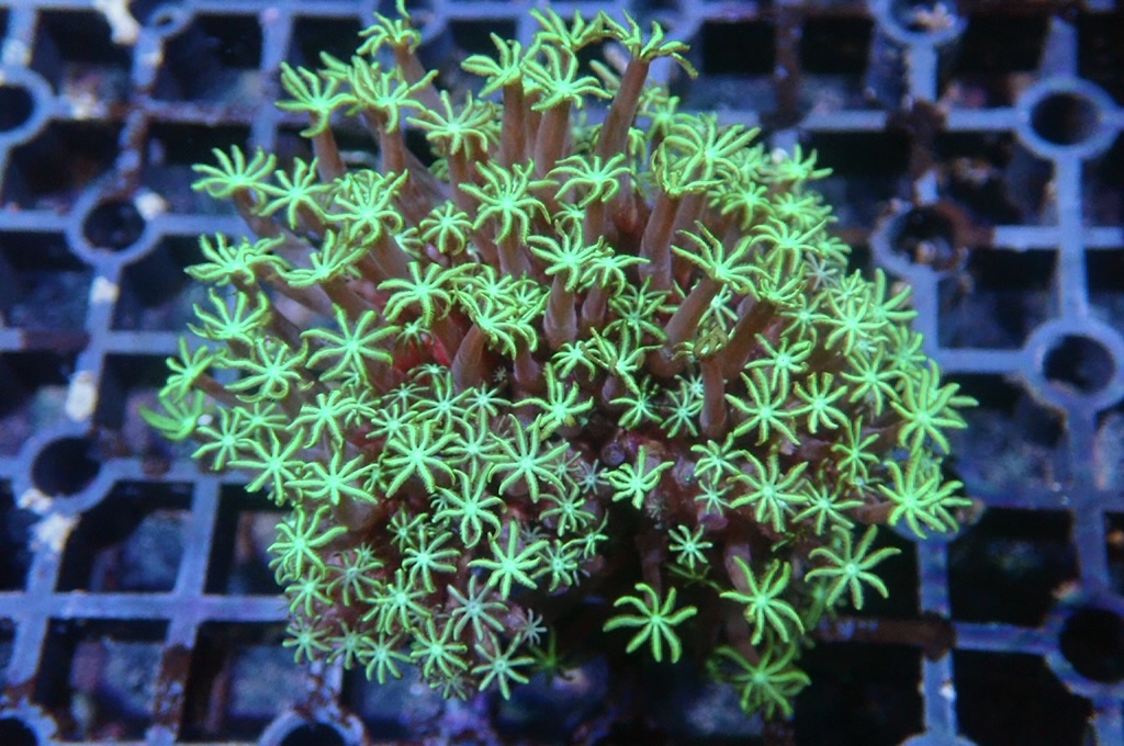 TH8 笙珊瑚 （開大約2.5吋）