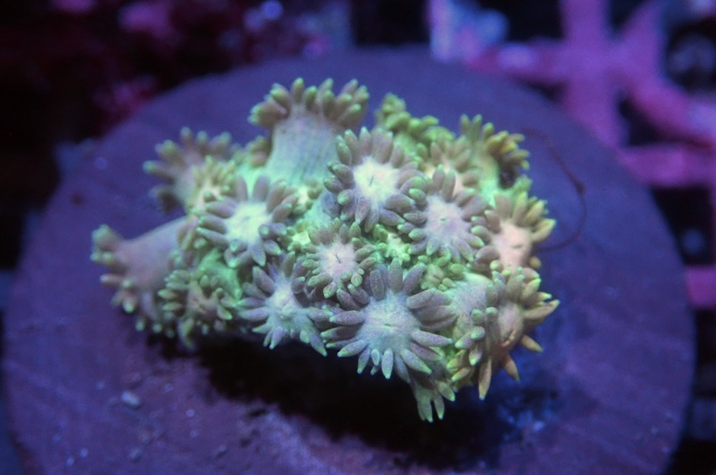 MG28 寶石花仔（frag座3.5cm)