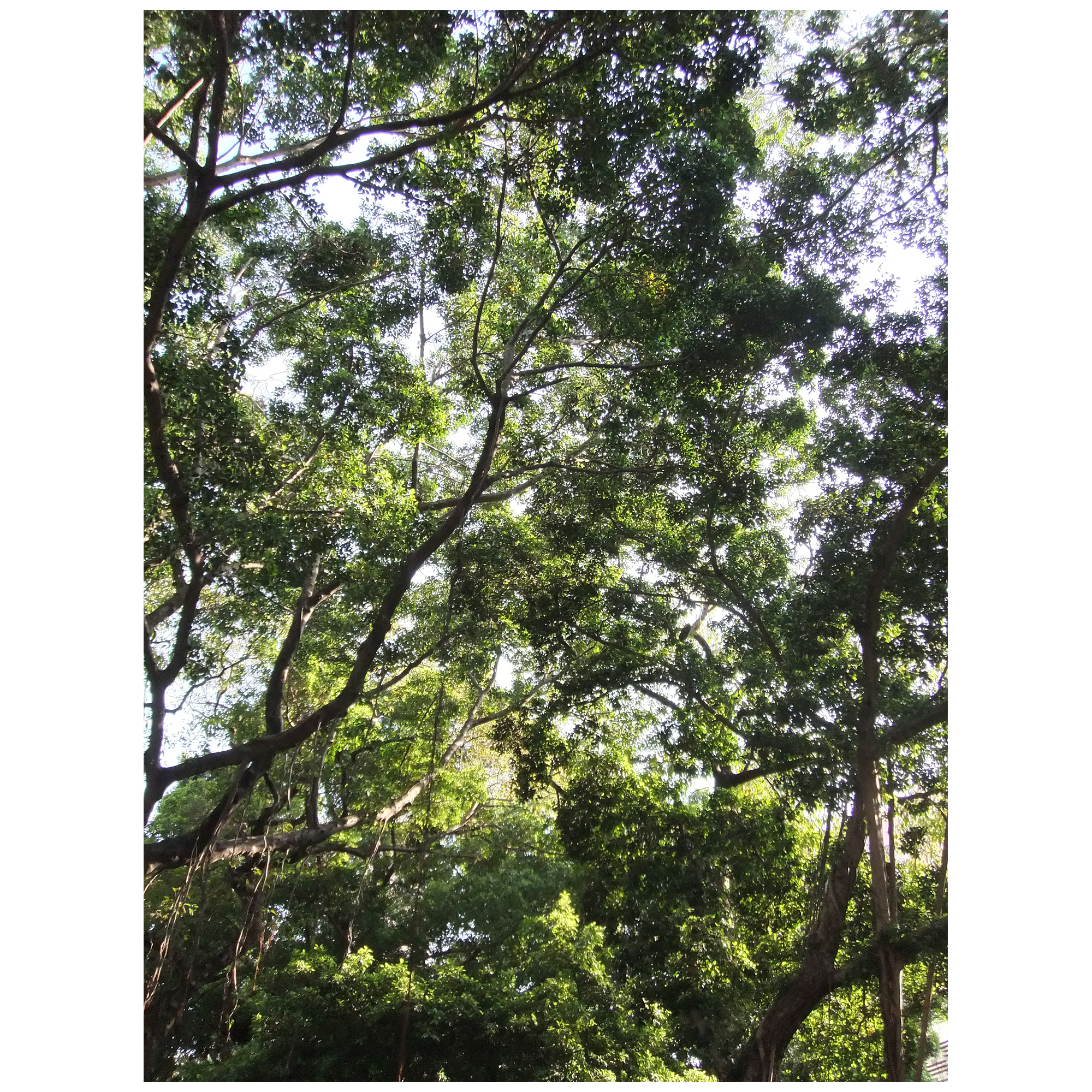 Fujifilm Finepix Z800EXR 0C025599 (連原廠電池, USB充電器, 2GB SD卡, Type-c讀卡器)