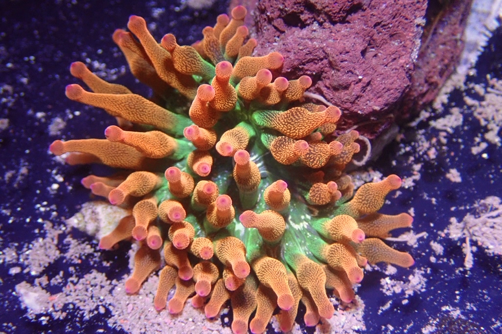 RB1 綠底紅奶嘴葵（開大約3.吋）