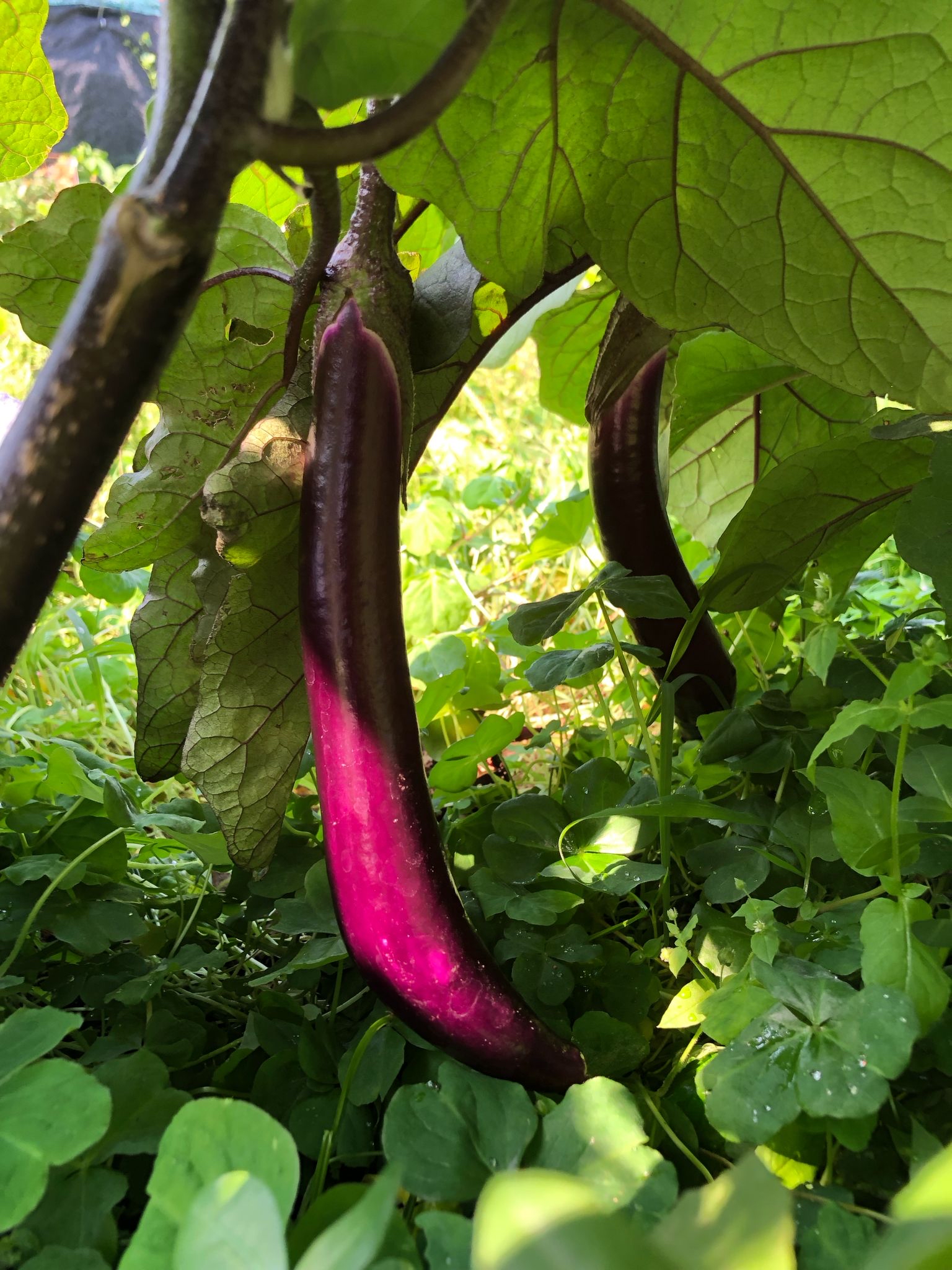 茄子 (紫/白/綠) 500g