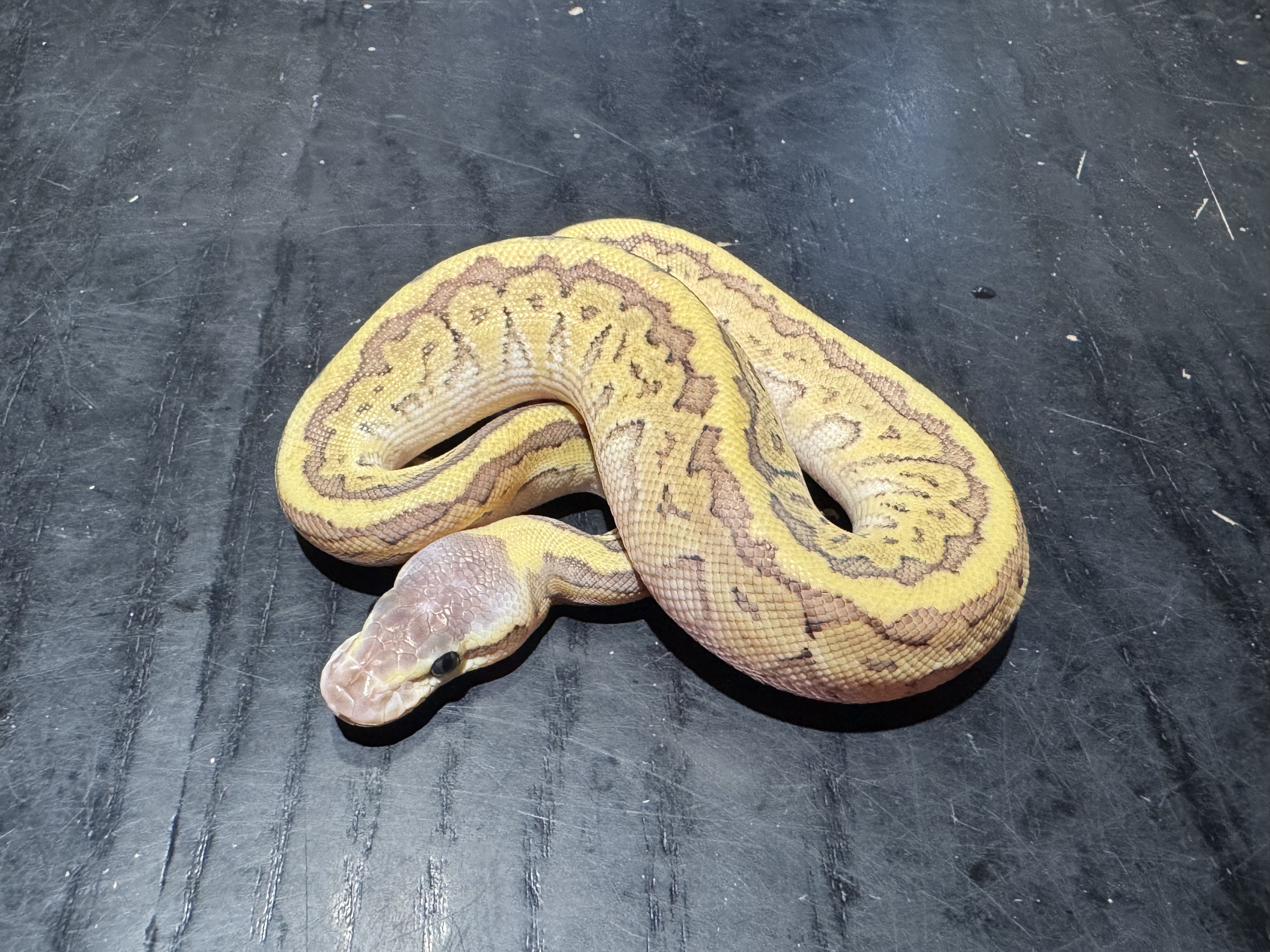26 Pastel Mojave Pinstripe 1.0