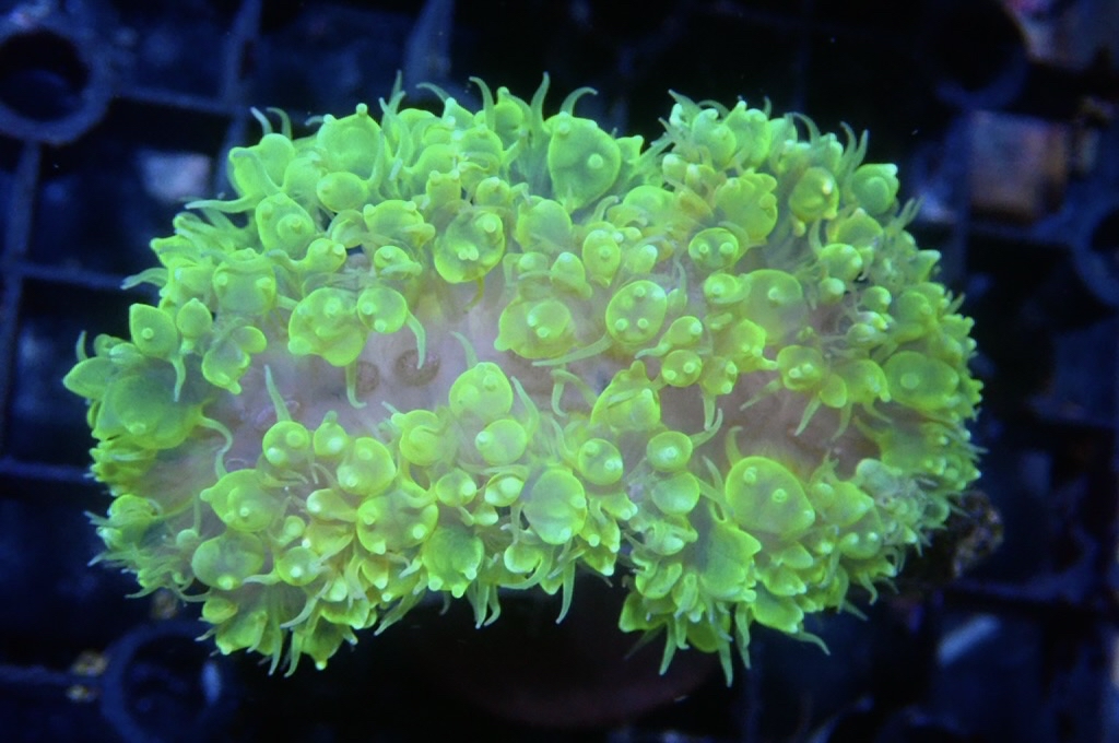 BU7 螢光綠角波子（開大約2.5吋）