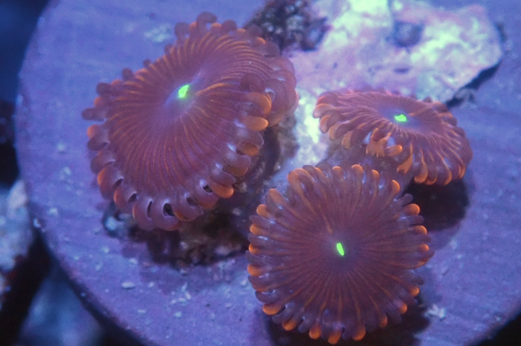 Z15 鈕扣（frag座3.5cm)