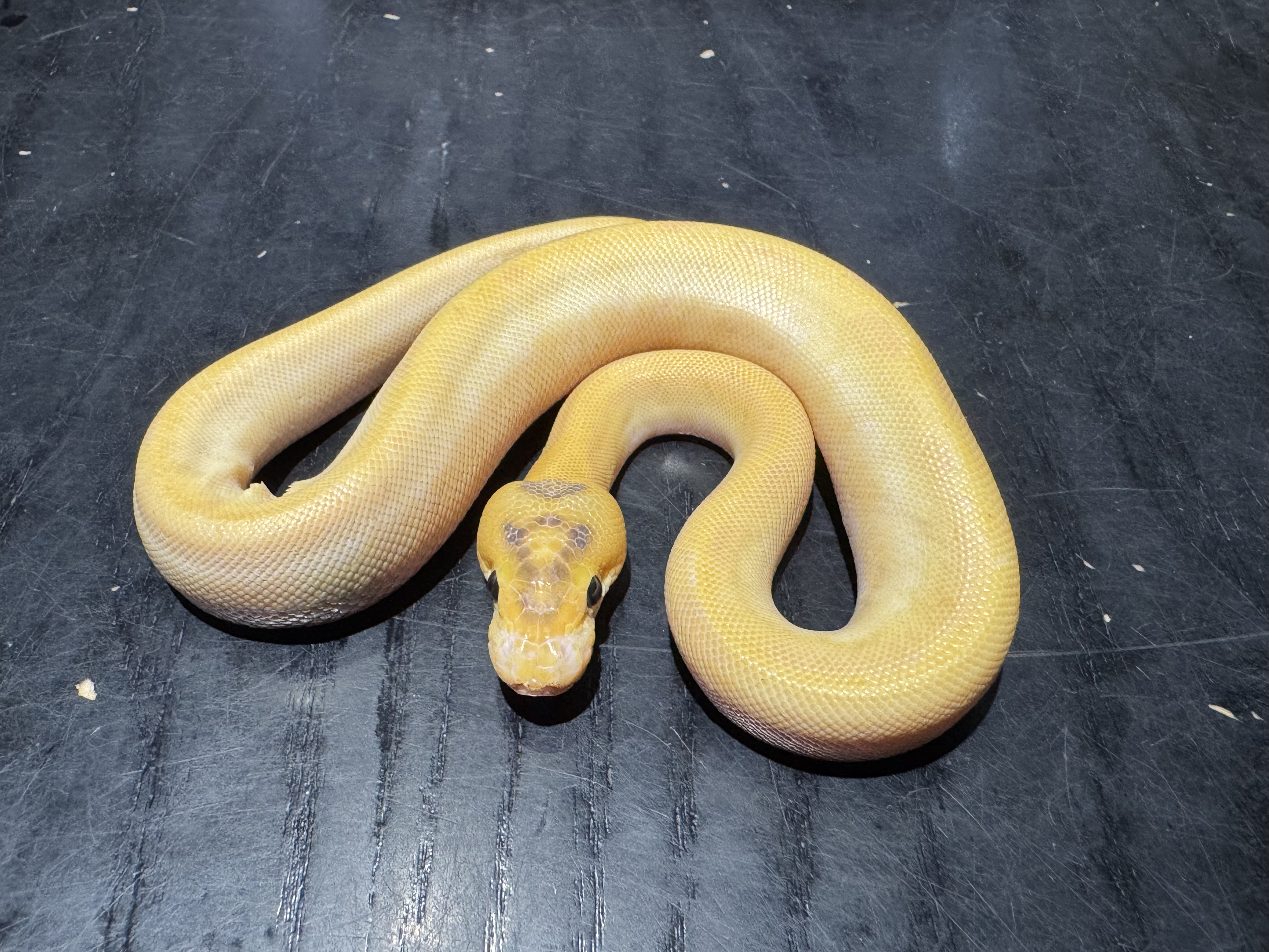 26 Enchi Ivory +？ 0.1