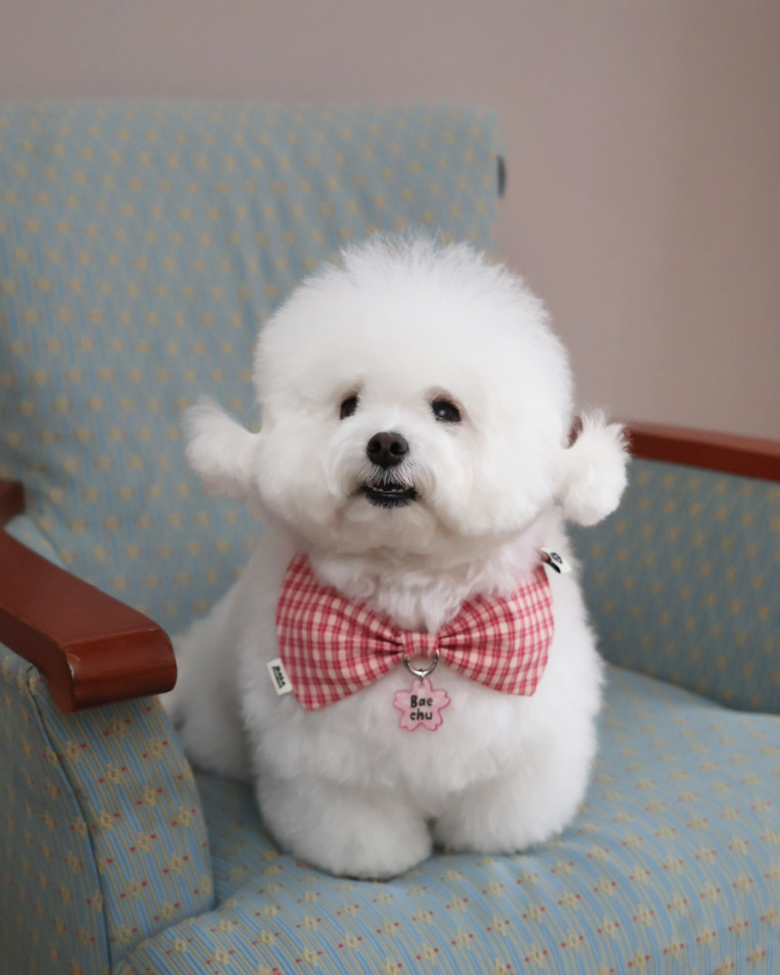 韓國🇰🇷 Blossom Cape + Custom Name Tag Set