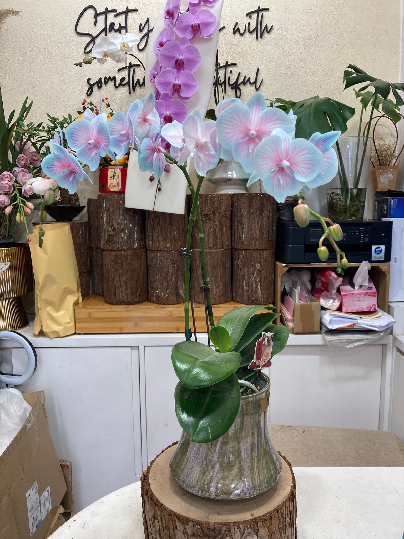 蝴蝶蘭造景盆栽 - D款