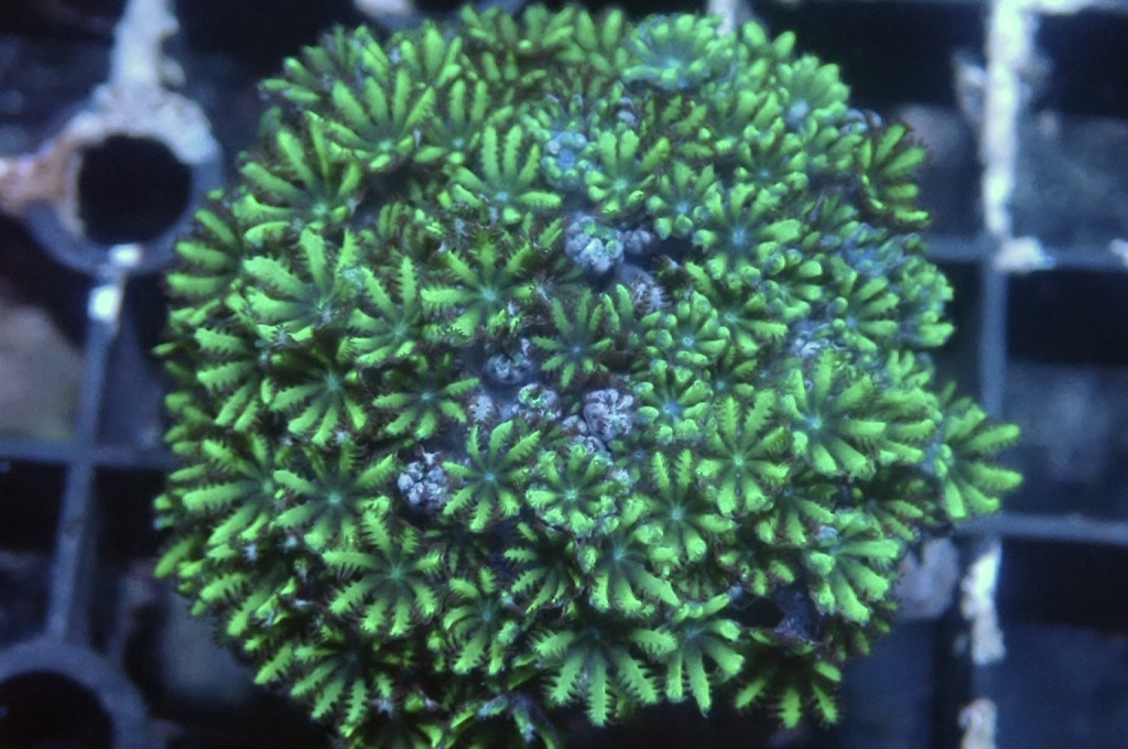 GB8 細種星花 （frag座3.5cm）