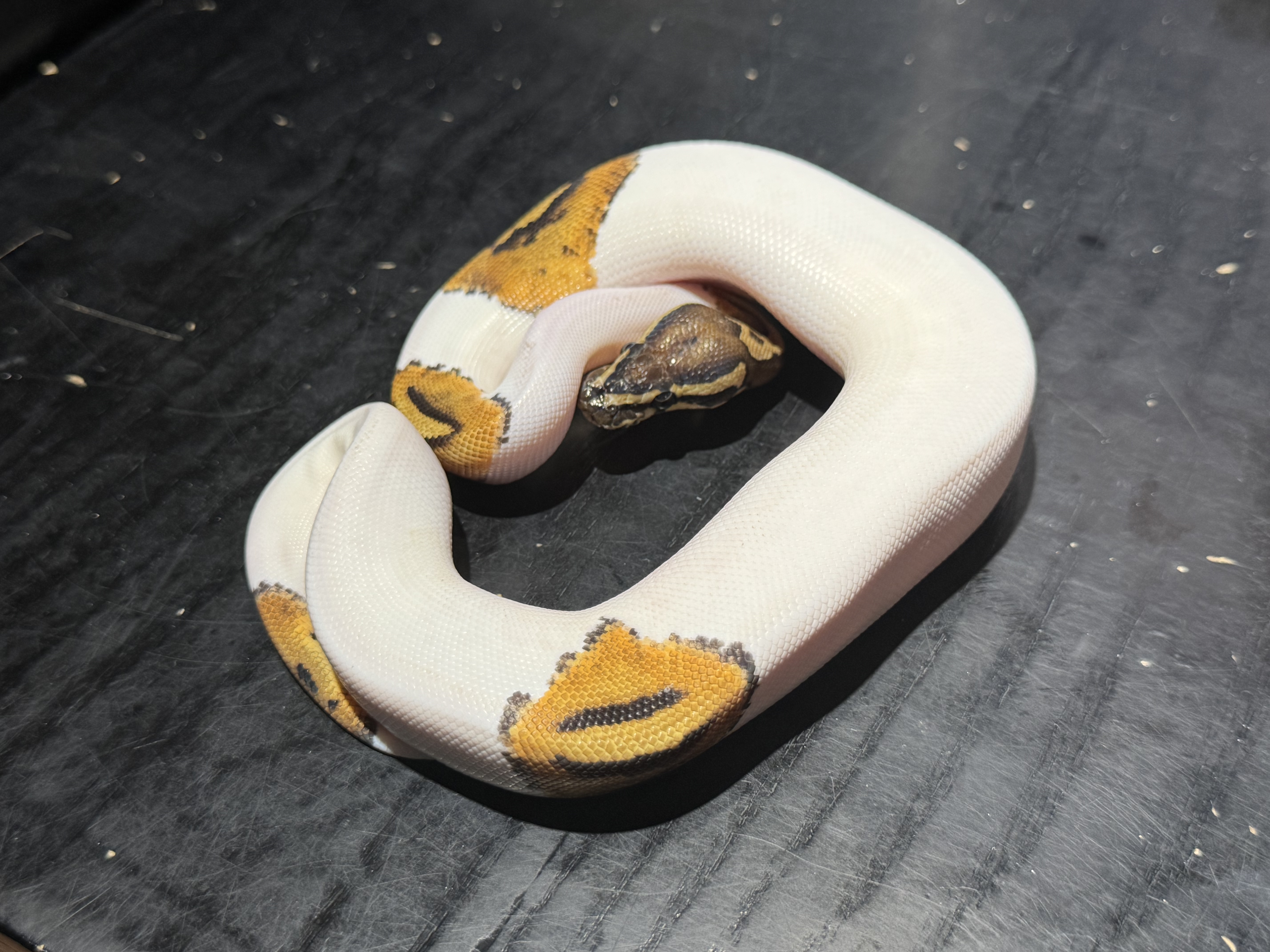 25 Pied 1.0