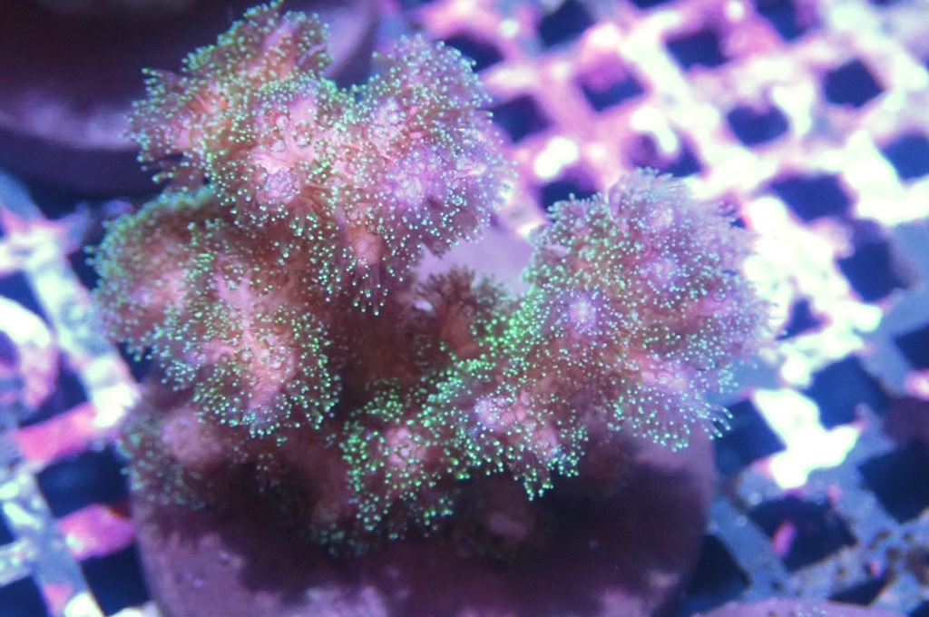 K6 光纖圖釘  （frag座3.5cm)