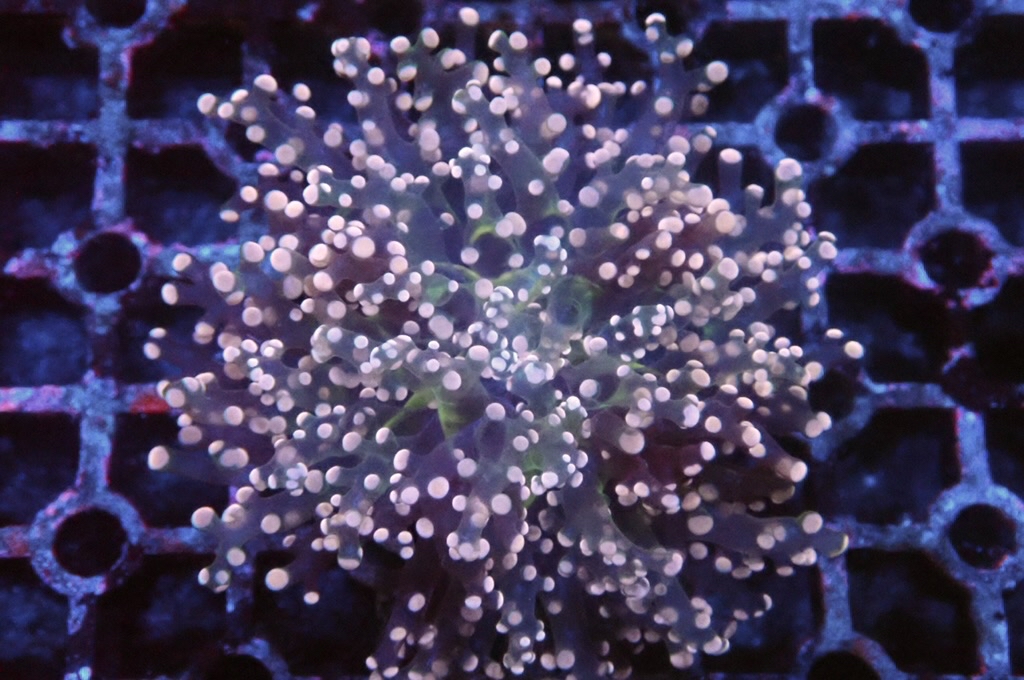 F7 啫喱（大約3吋）