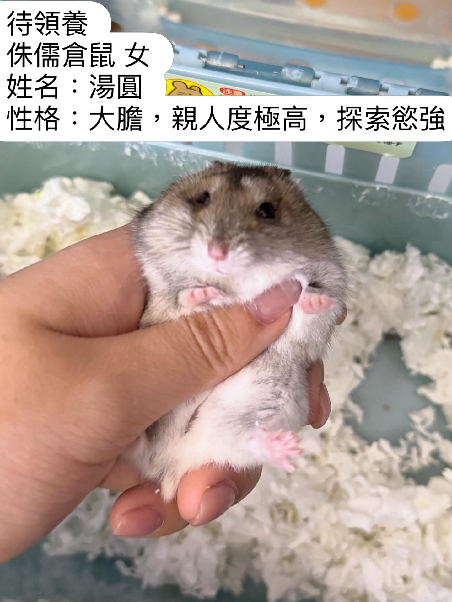熊仔鼠/倉鼠領養🐹只限門市