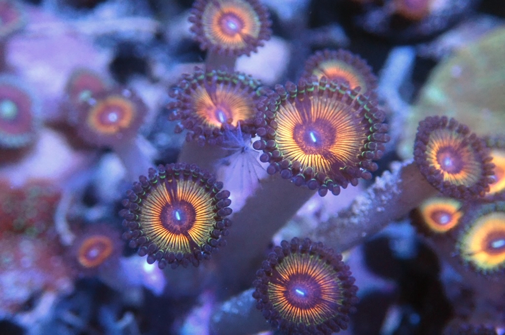 Z17 鈕扣（frag座3.5cm)