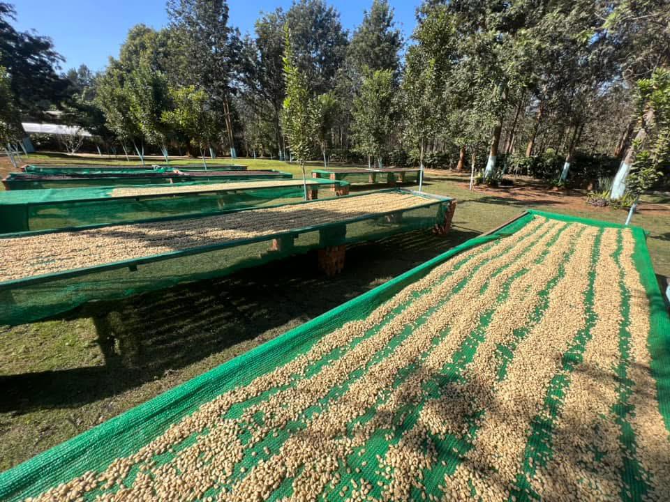 緬甸Myamyo Fresh 低糖三合一即沖咖啡 | Myanmar Maymyo Fresh Low-sugar 3 in 1 Coffee