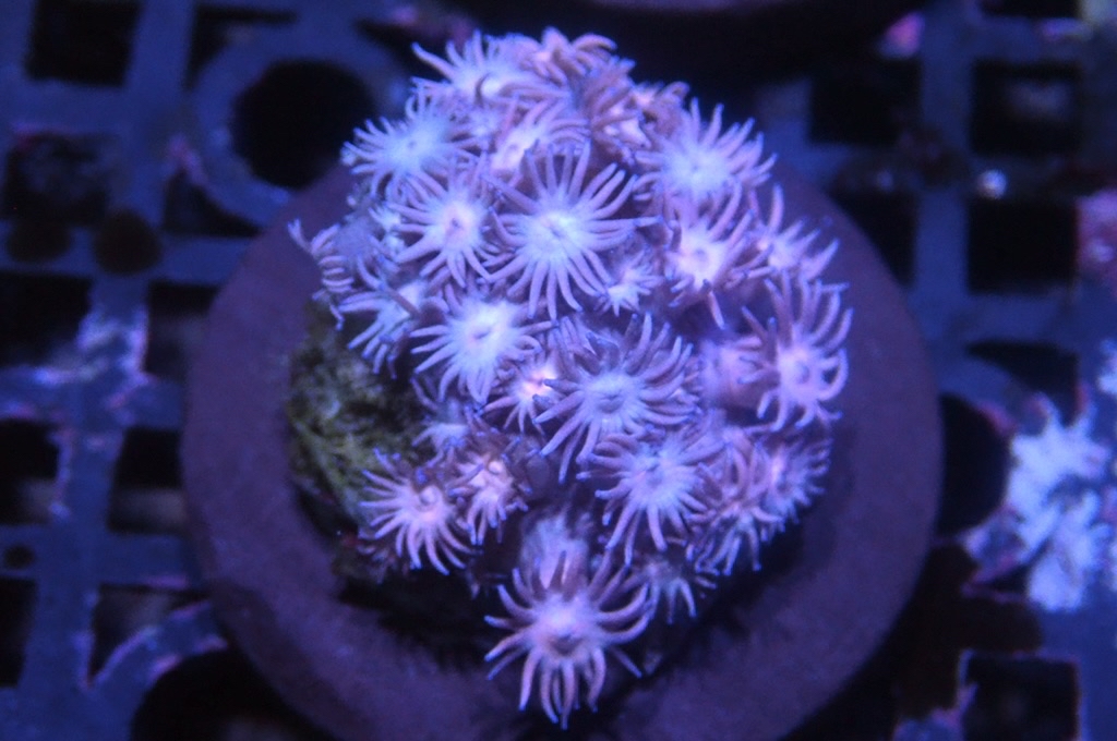 MG18 寶石花仔（Frag座3.5cm)