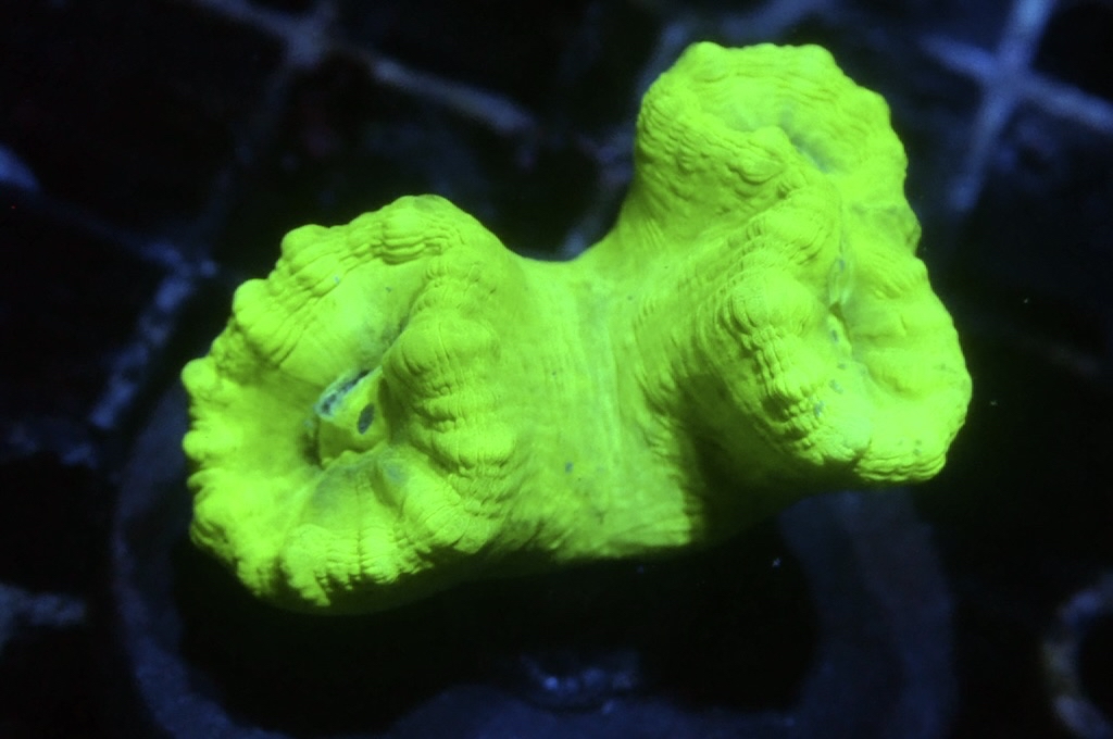 CC7 螢光綠分支腦（Frag座3.5cm)