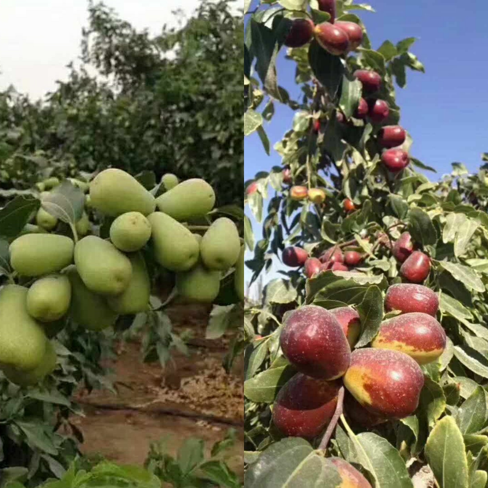 <沙漠原粒紅棗> - 即食