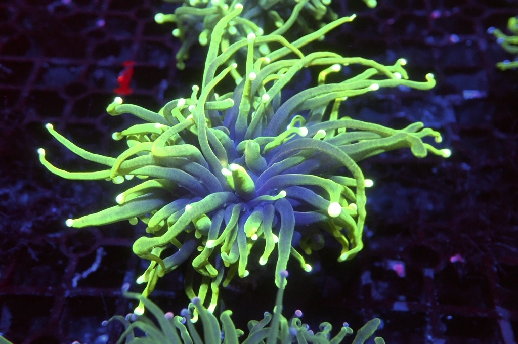 T13 火柴（開大約2.5吋）