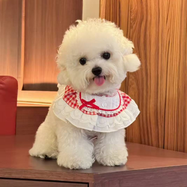 Grammy Bib