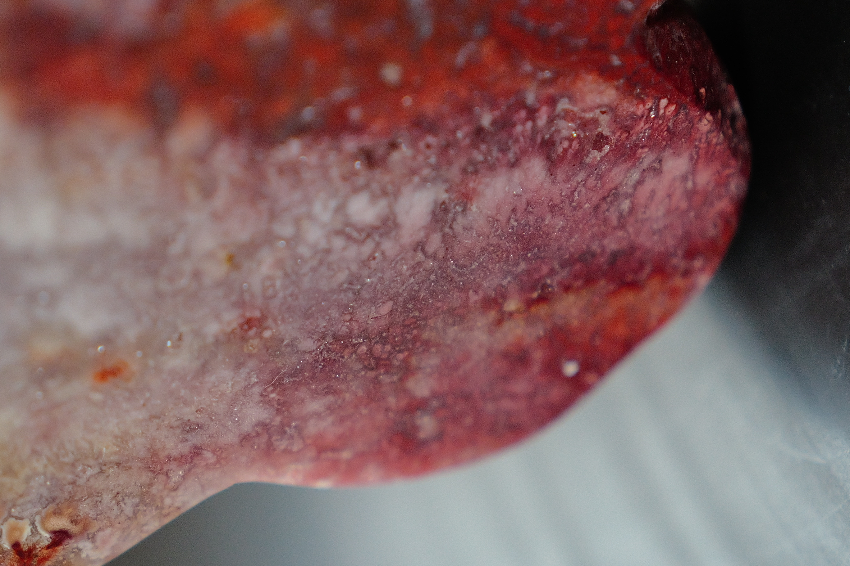 ༒ 11.2cm RED JASPER BUTTERFLY ༒  JA.7048C3AG3A8-RA20*5em