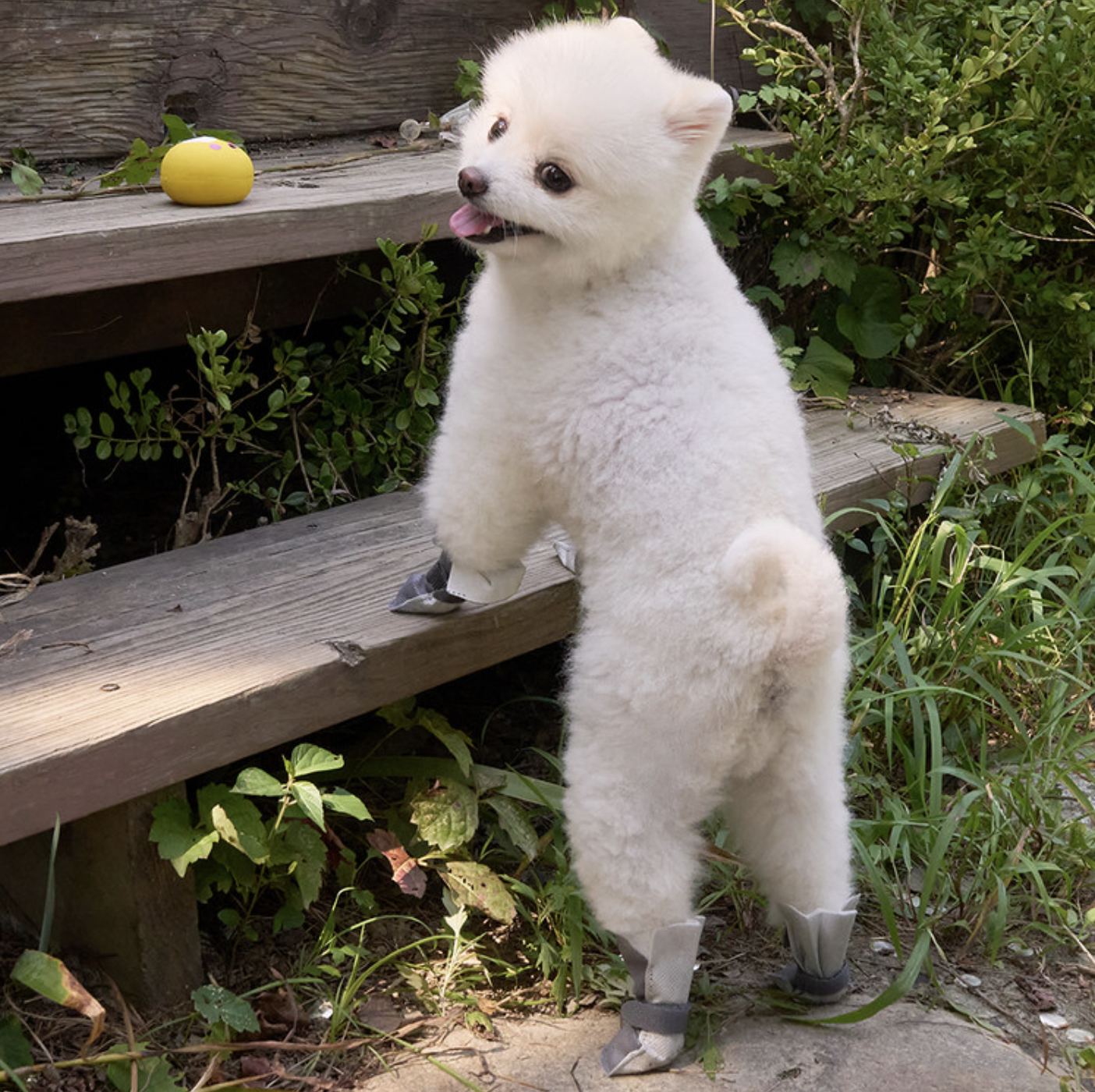 *Super Pet🇰🇷一次性防護狗鞋(80件裝)
