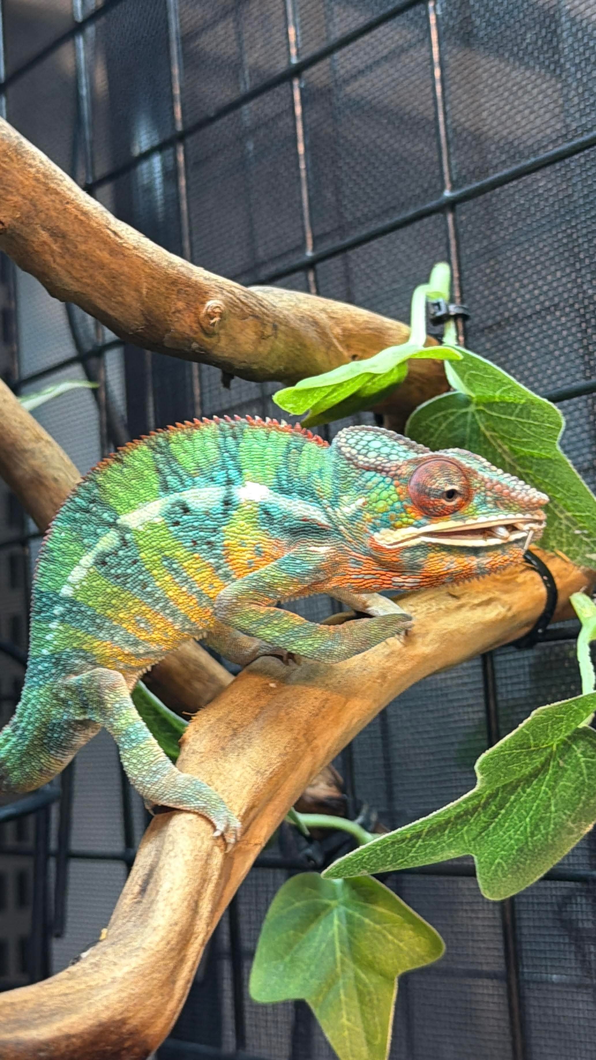 安比諾具YBBB 公