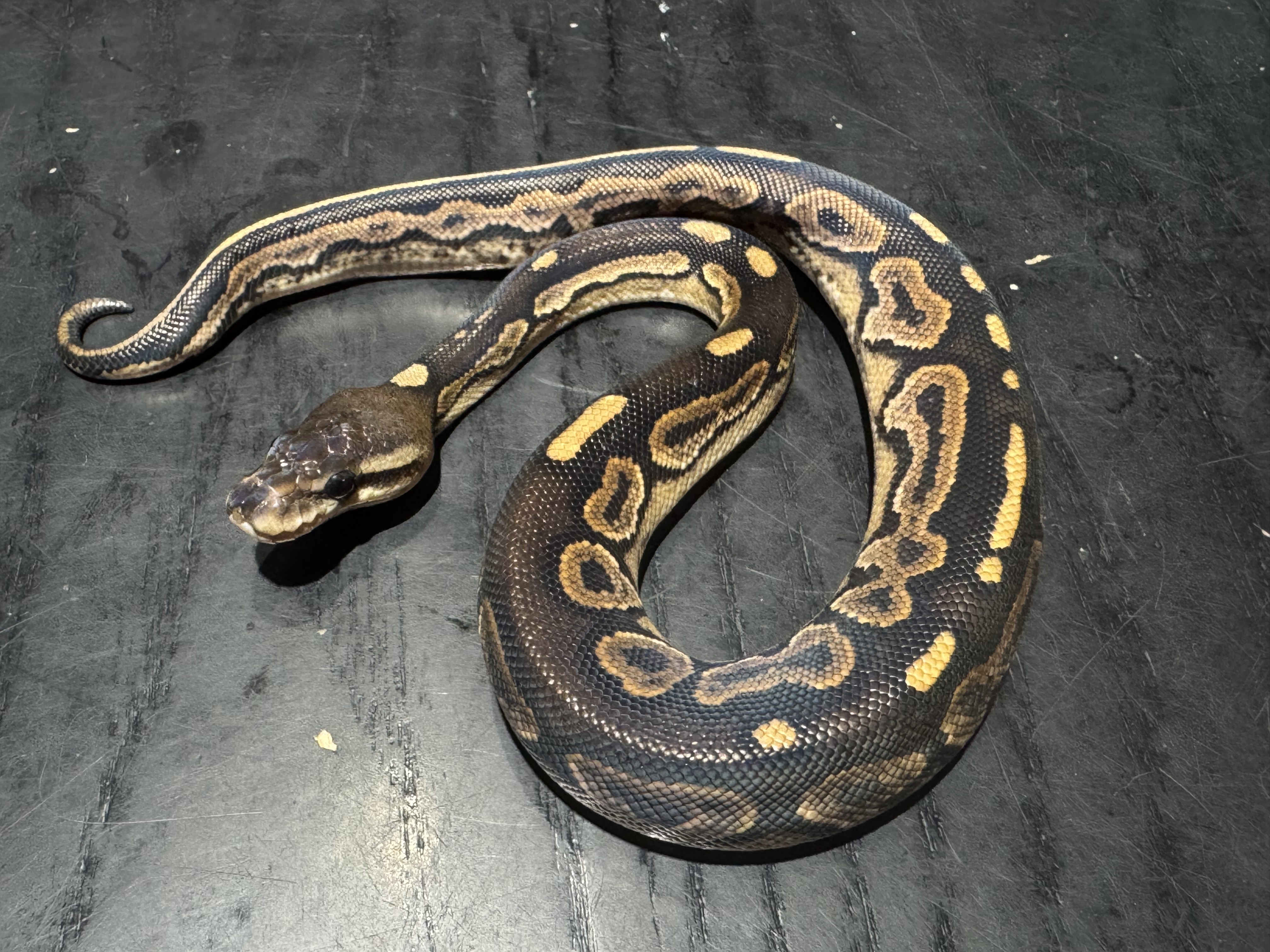 26 Cinnamon het Genetic Steipe 0.1