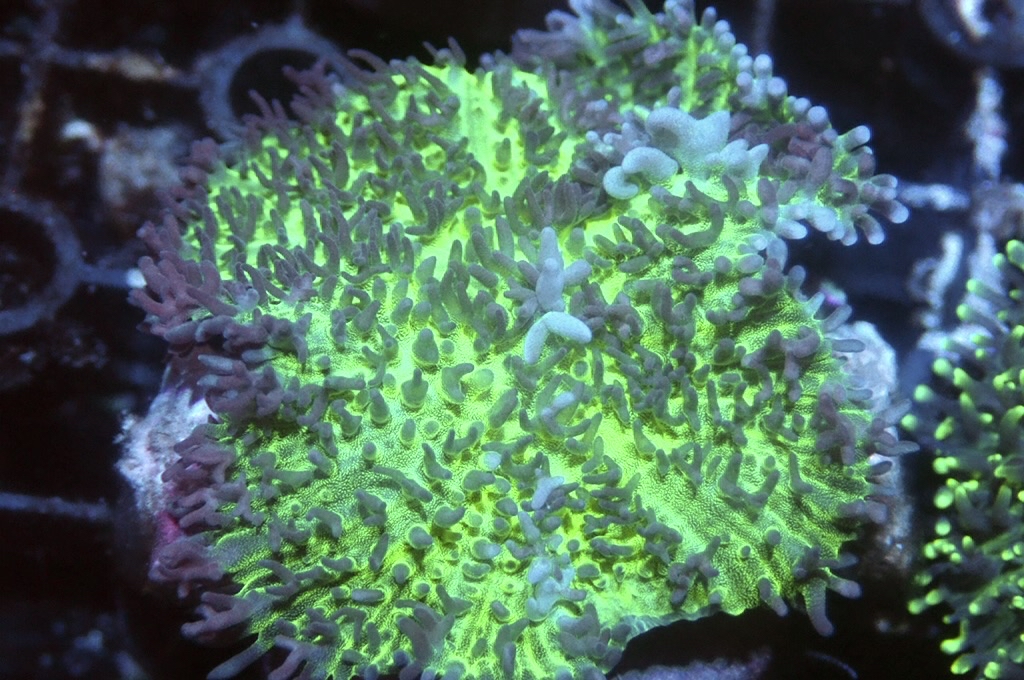 M14 菇（frag座3.5cm)