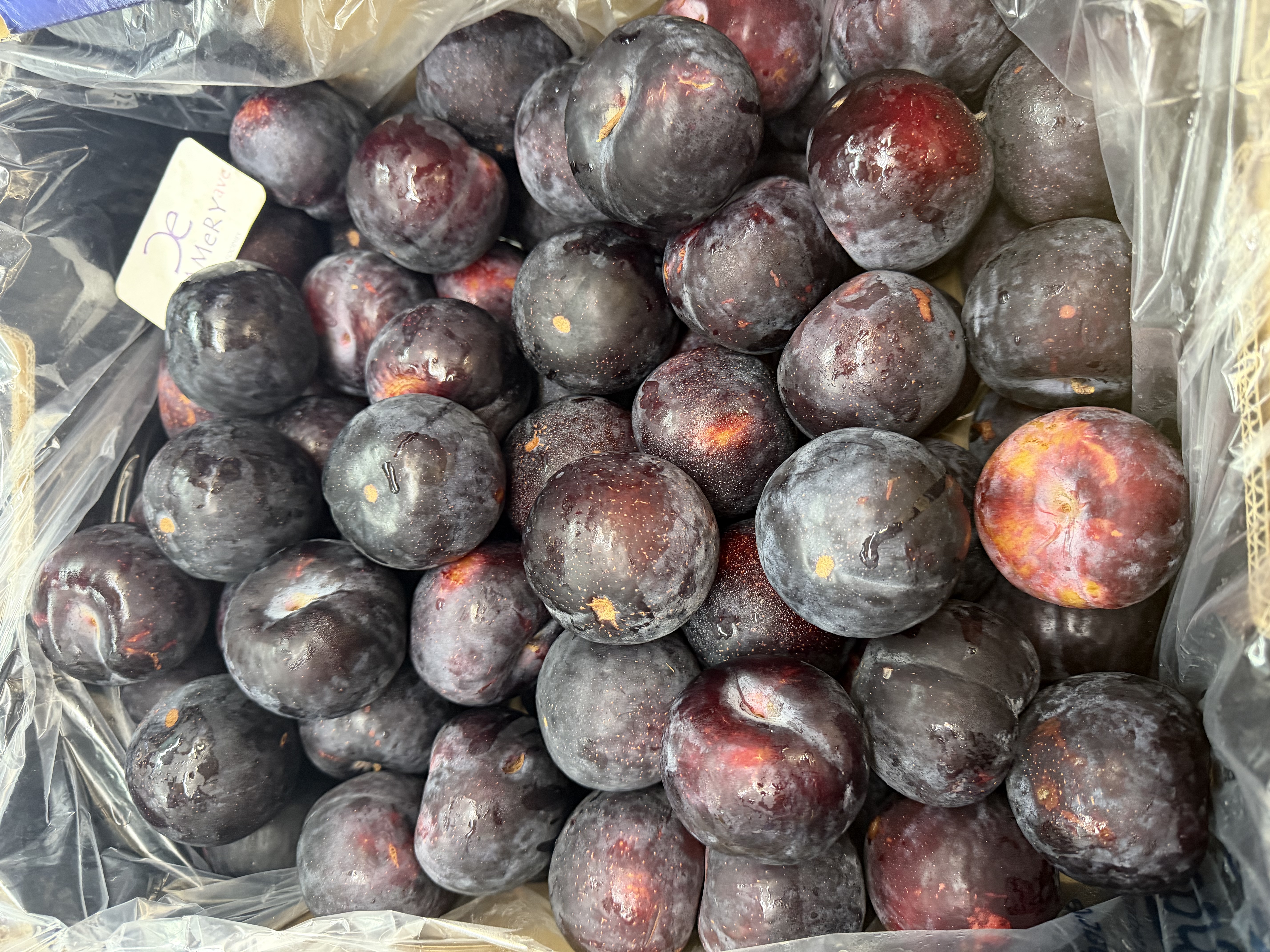 澳洲I’m Sweet黑布冧 Australia Angelino Plum 63mm size 6個