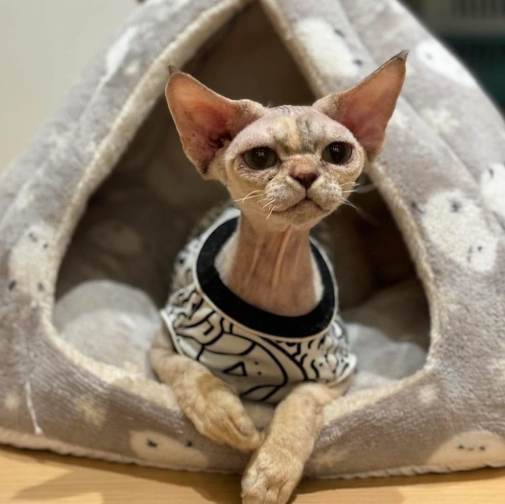 S651   黑白繪畫背心 black and white painting vest