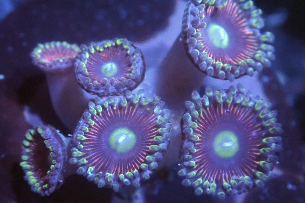 Z14 鈕扣（FRAG座2CM）