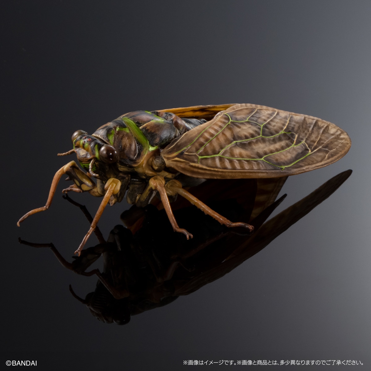 (預訂訂金 $100) (總價 $300) (Gashapon Online 限定) Bandai 生物大圖鑑 大棕色蟬 02 展示支架套裝 扭蛋 (行版) Cicada 02 Large Brown Cicada Display Stand Set