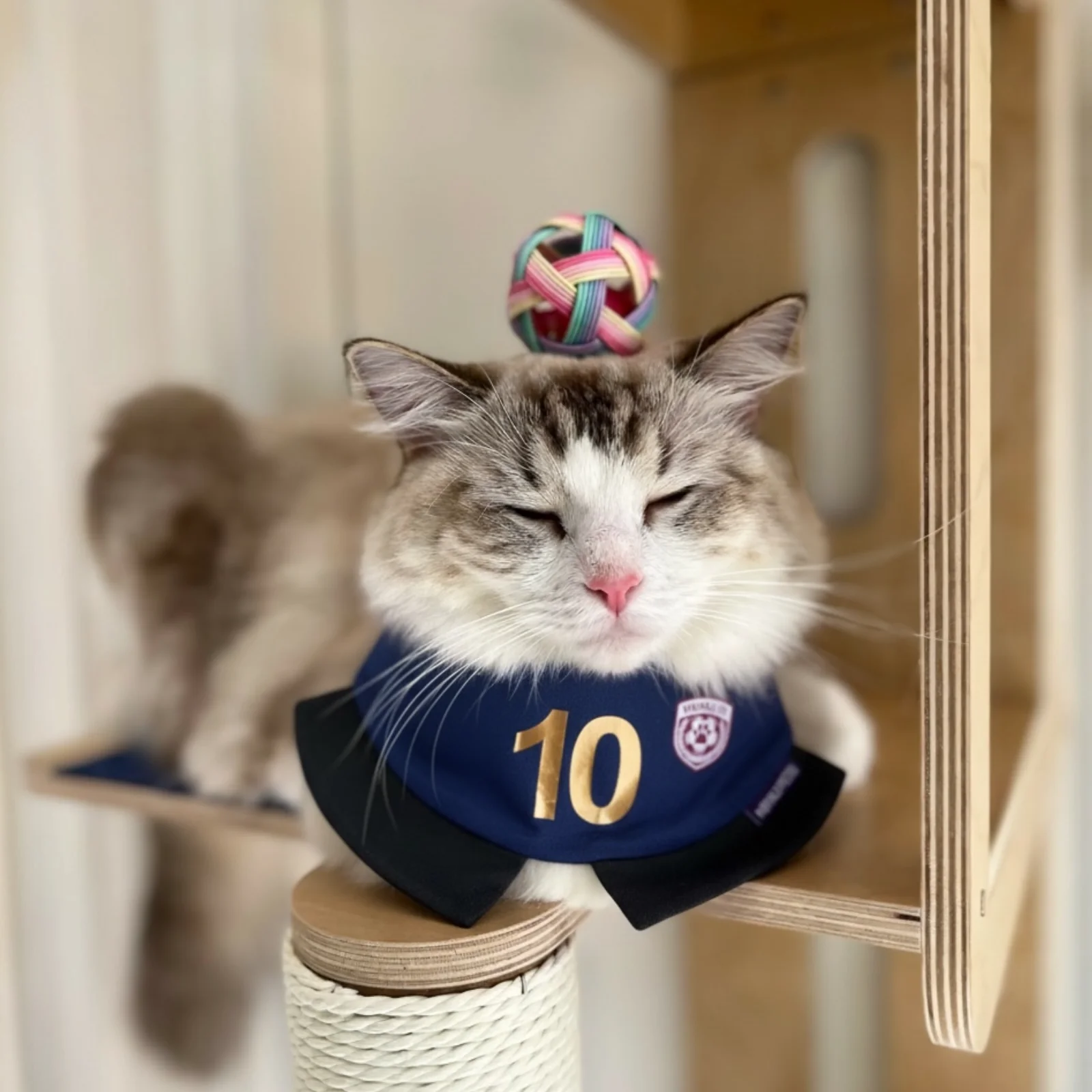 Momoji FC (6-Paris Navy) | Pet Neckwear