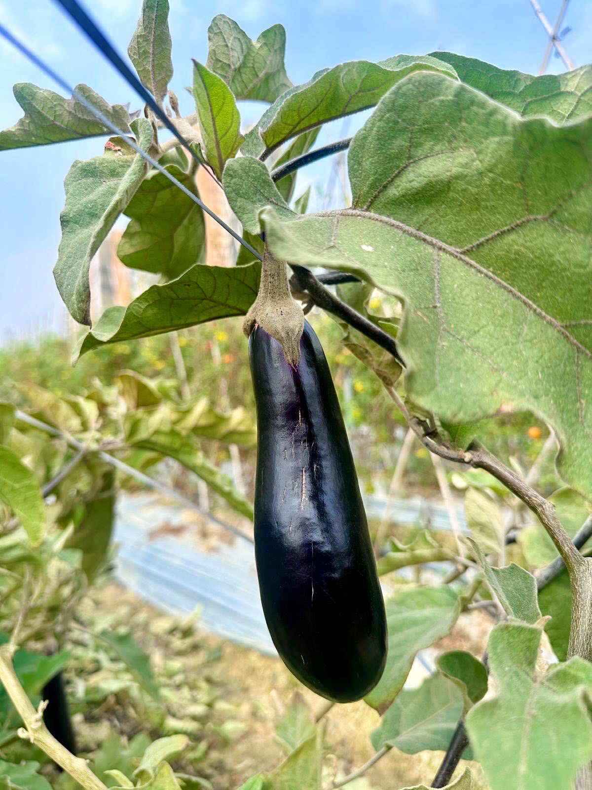 酵素素餃 · Enzyme Vegan Dumplings