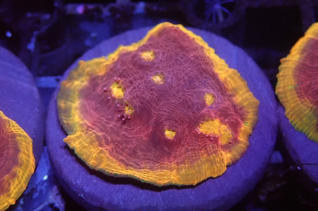 CH4 調色盤（frag座3.5cm)