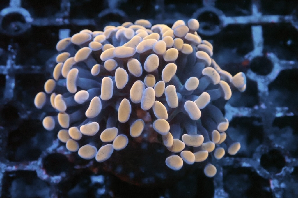 H20 橙豬腰（開大約2.5吋）