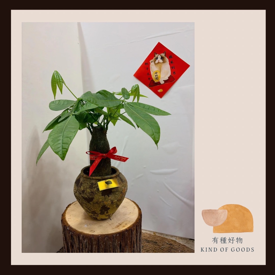 新年發財樹（高身古樸陶盆）