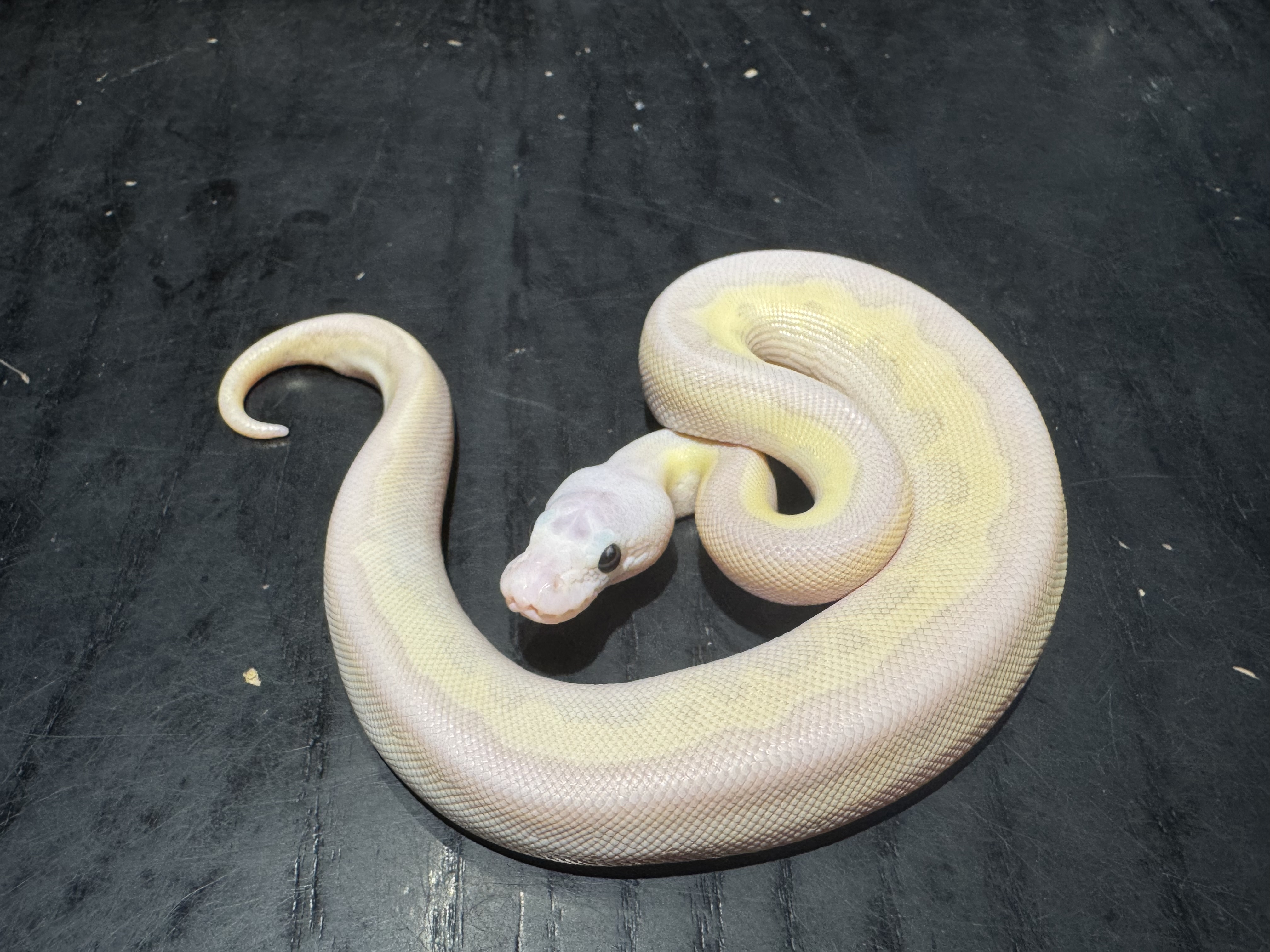 26 Pastel Fire Butter Clown poss Cinnamon 1.0