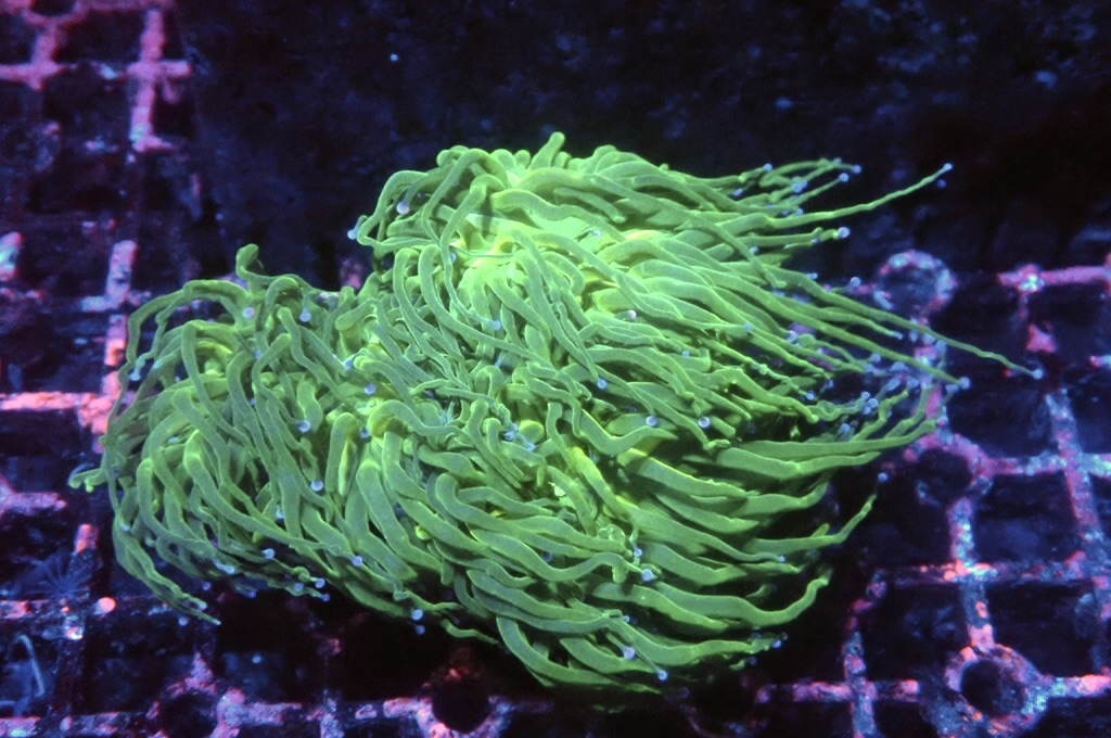 T13 藍點綠火柴（開大約3.5吋）