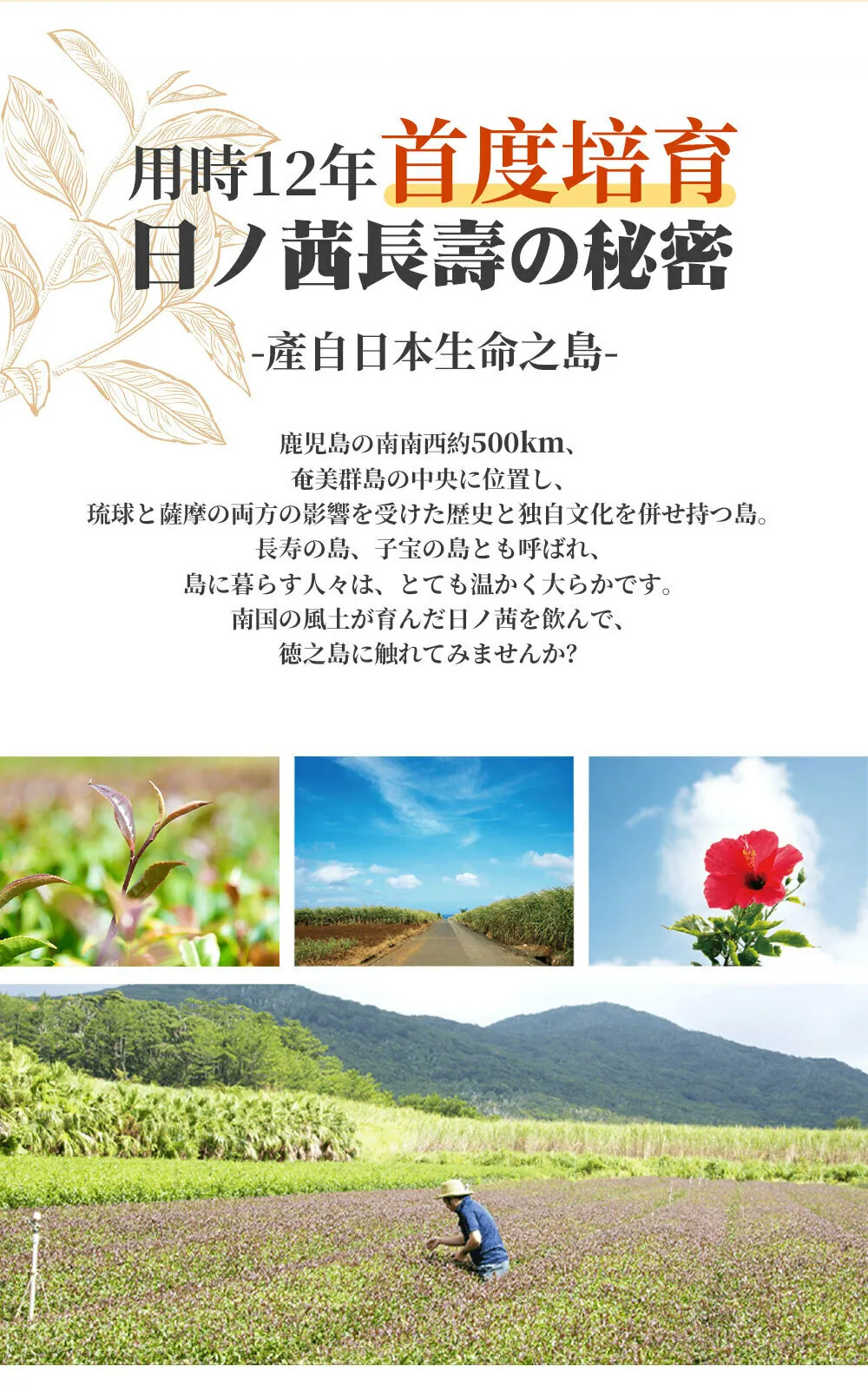 日本 日茜茶 世界自然遺產鹿兒島長壽茶 一盒內有20包