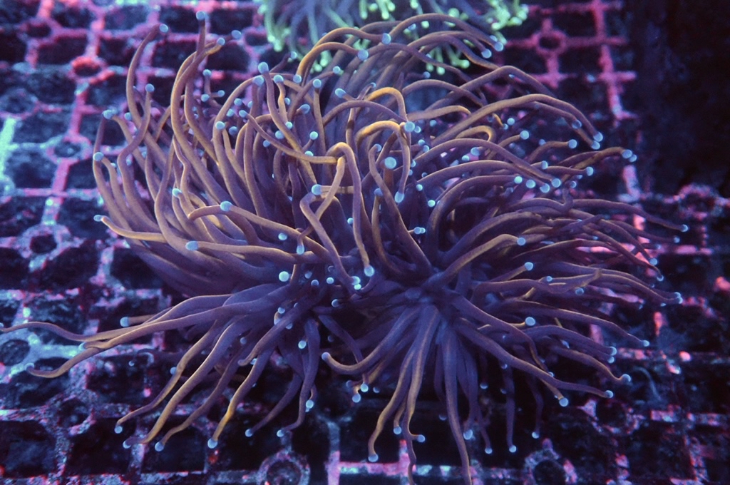 T10 火柴（開大約3吋）