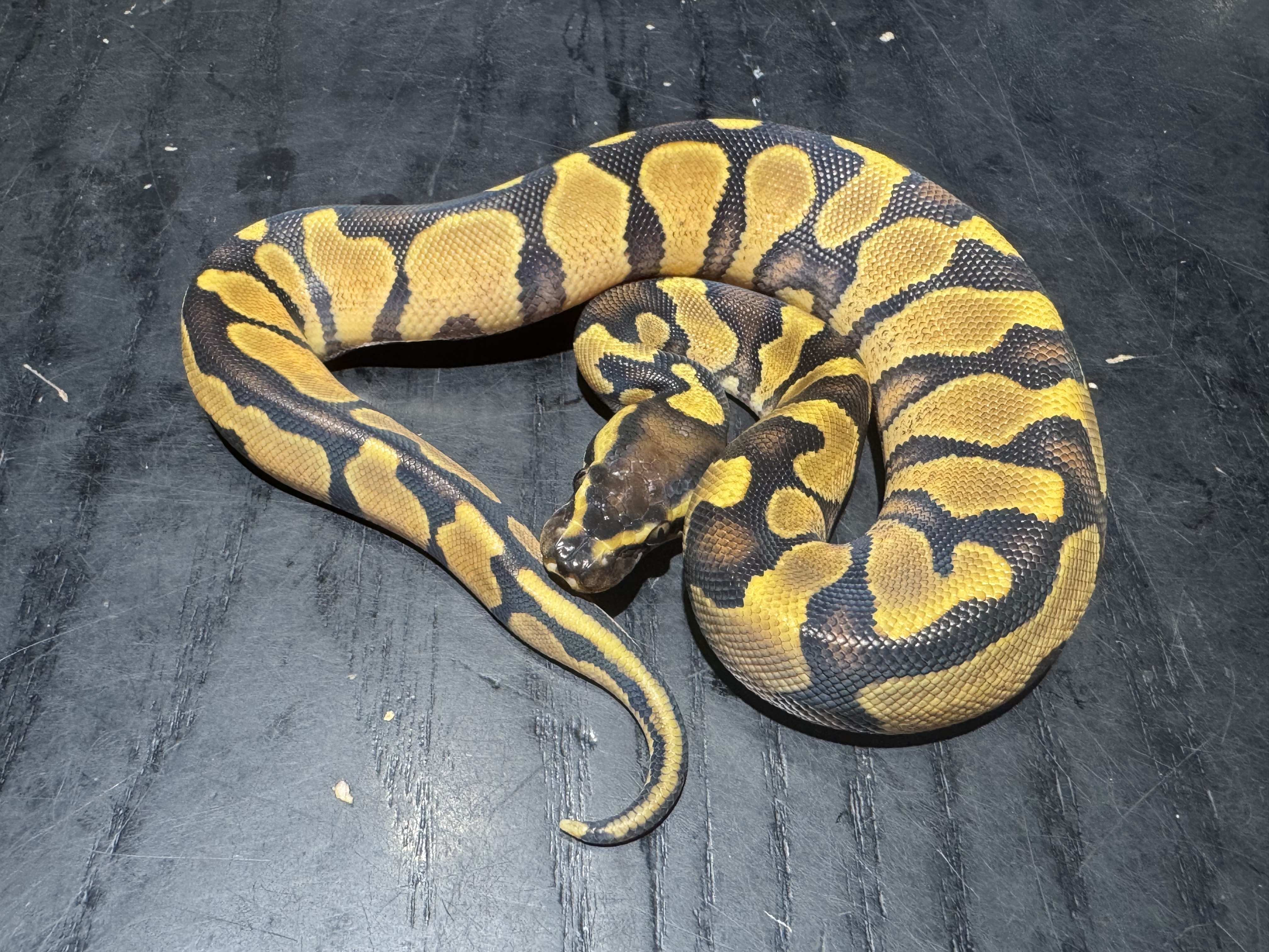 26 Enchi Asphalt or Yellow Belly 0.1